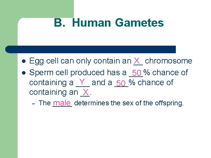 B. Human Gametes l l Egg cell can only contain an __ X chromosome