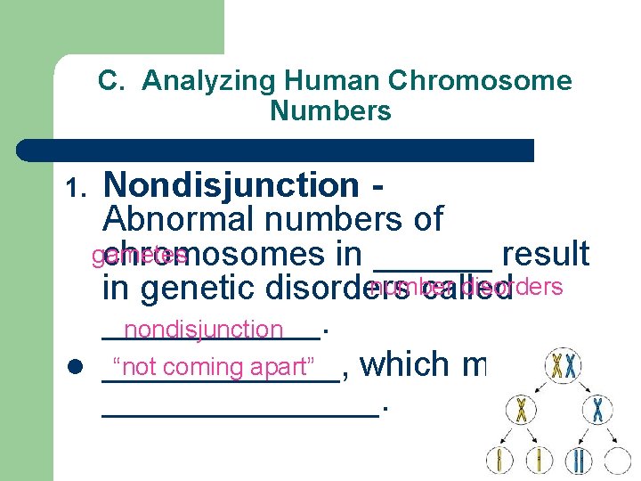 C. Analyzing Human Chromosome Numbers Nondisjunction Abnormal numbers of gametes chromosomes in ______ result
