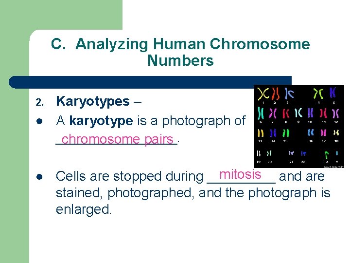 C. Analyzing Human Chromosome Numbers 2. l l Karyotypes – A karyotype is a