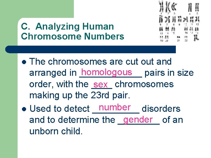 C. Analyzing Human Chromosome Numbers The chromosomes are cut out and homologous pairs in