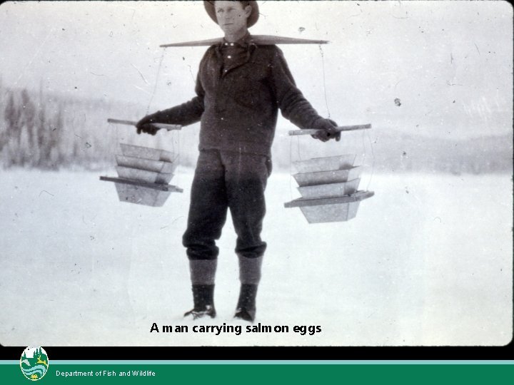 A man carrying salmon eggs Department of Fish and Wildlife 