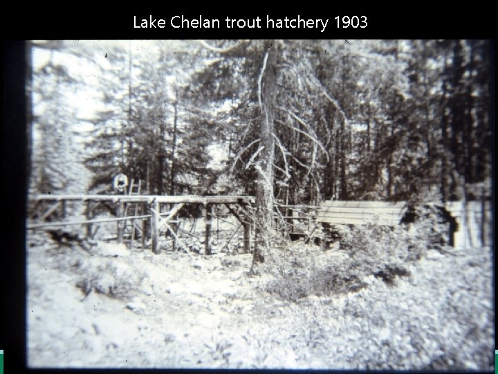 Lake Chelan trout hatchery 1903 Department of Fish and Wildlife 