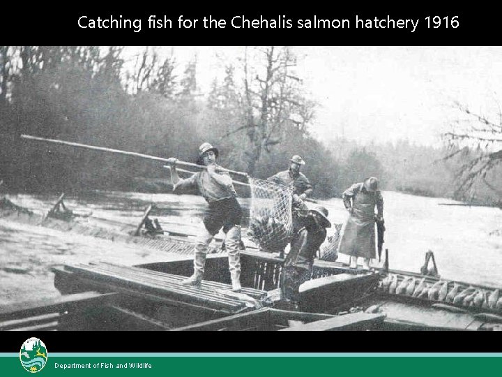 Catching fish for the Chehalis salmon hatchery 1916 Department of Fish and Wildlife 