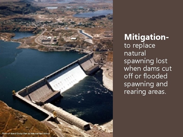 Mitigation- to replace natural spawning lost when dams cut off or flooded spawning and