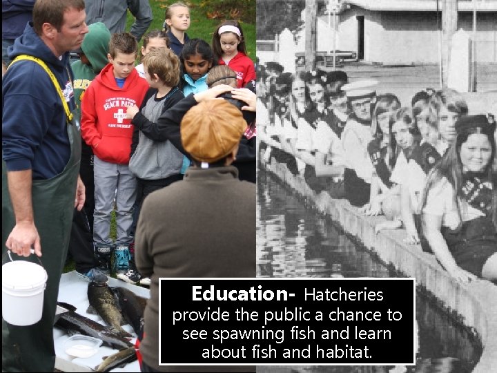 Education- Hatcheries Department of Fish and Wildlife provide the public a chance to see