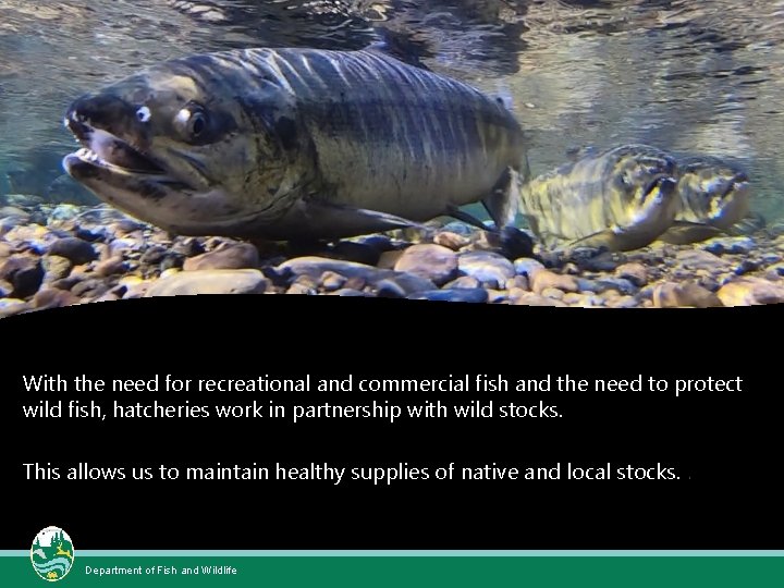 With the need for recreational and commercial fish and the need to protect wild