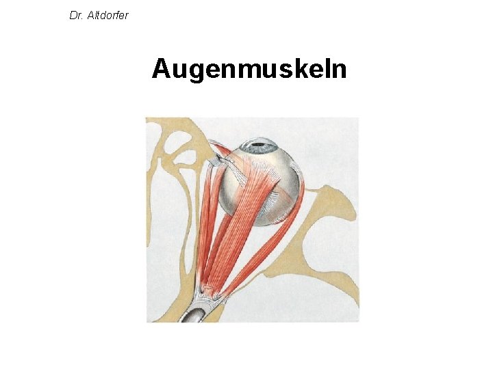 Dr. Altdorfer Augenmuskeln 