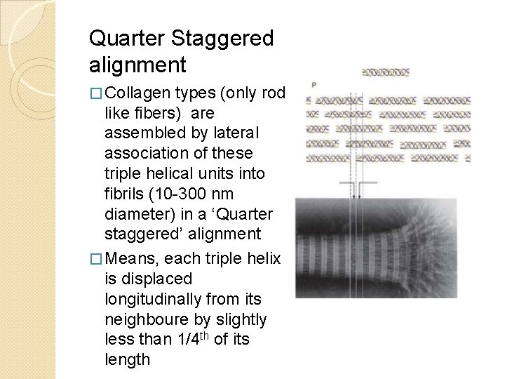 Quarter Staggered alignment � Collagen types (only rod like fibers) are assembled by lateral