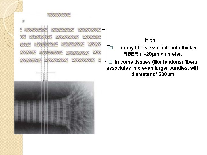 Fibril – � many fibrils associate into thicker FIBER (1 -20μm diameter) In some