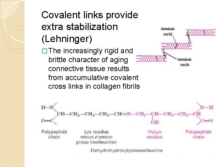 Covalent links provide extra stabilization (Lehninger) � The increasingly rigid and brittle character of