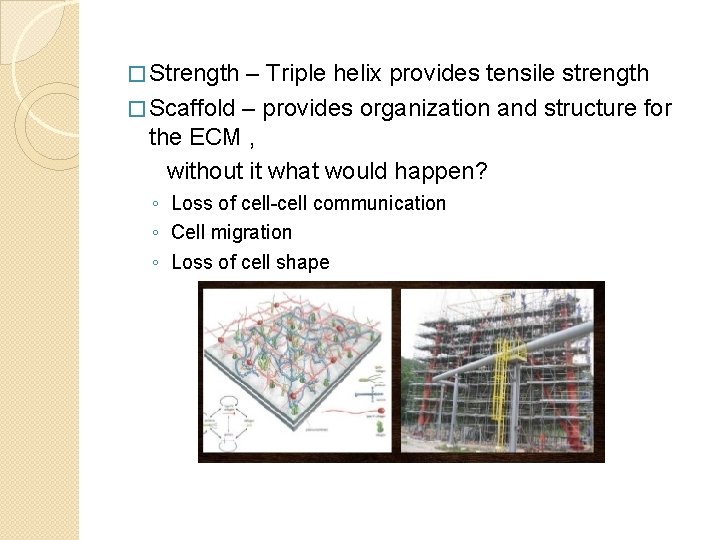 � Strength – Triple helix provides tensile strength � Scaffold – provides organization and