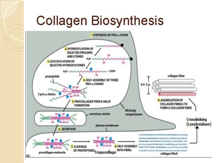 Collagen Biosynthesis 