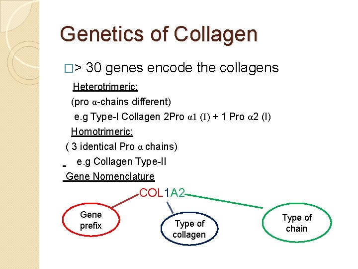 Genetics of Collagen �> 30 genes encode the collagens Heterotrimeric: (pro α-chains different) e.