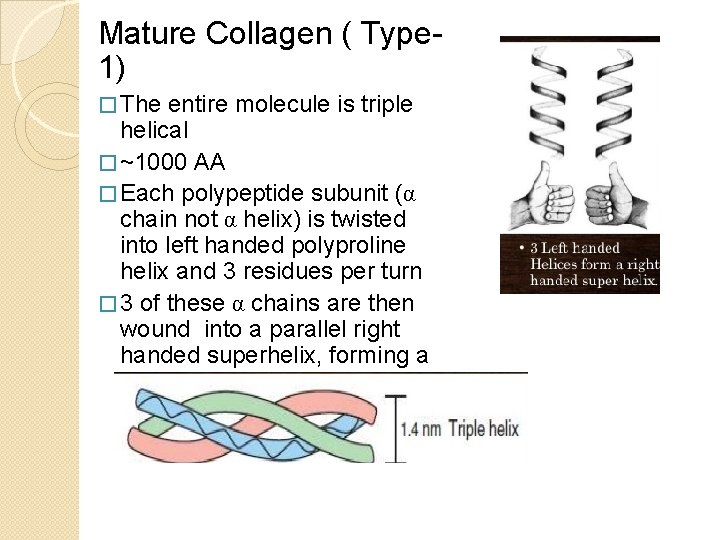 Mature Collagen ( Type 1) � The entire molecule is triple helical � ~1000