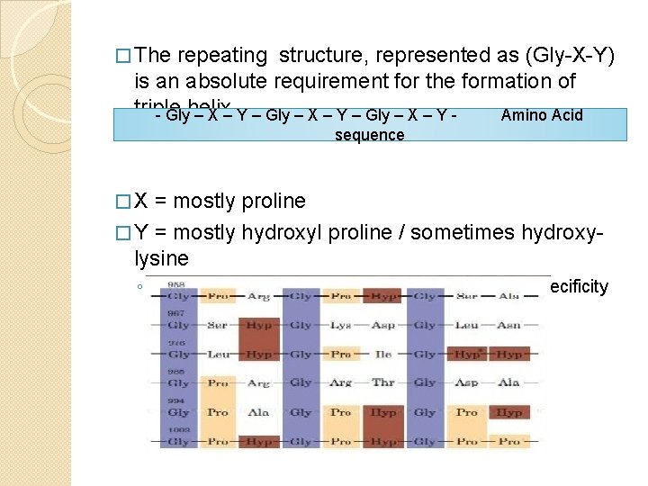 � The repeating structure, represented as (Gly-X-Y) is an absolute requirement for the formation