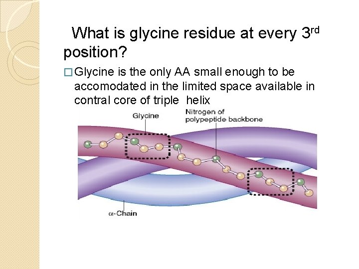 What is glycine residue at every 3 rd position? � Glycine is the only