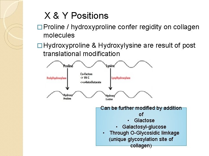 X & Y Positions � Proline / hydroxyproline confer regidity on collagen molecules �