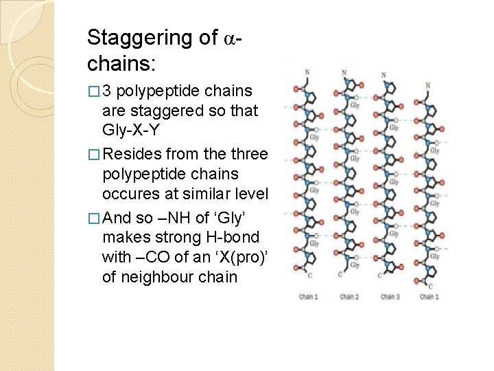 Staggering of αchains: � 3 polypeptide chains are staggered so that Gly-X-Y � Resides