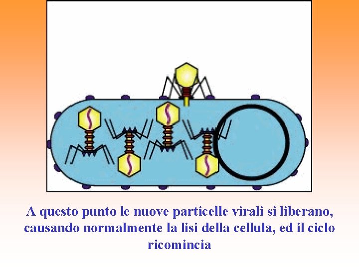 A questo punto le nuove particelle virali si liberano, causando normalmente la lisi della