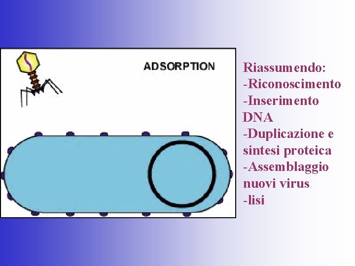 Riassumendo: -Riconoscimento -Inserimento DNA -Duplicazione e sintesi proteica -Assemblaggio nuovi virus -lisi 