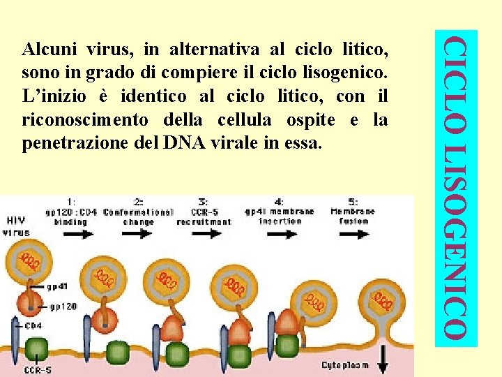 CICLO LISOGENICO Alcuni virus, in alternativa al ciclo litico, sono in grado di compiere