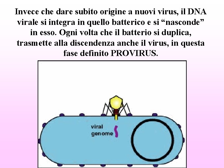 Invece che dare subito origine a nuovi virus, il DNA virale si integra in