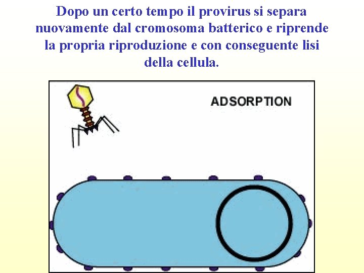 Dopo un certo tempo il provirus si separa nuovamente dal cromosoma batterico e riprende