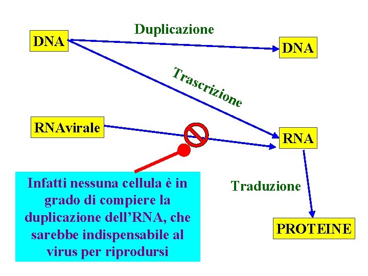 DNA Duplicazione DNA Tra s RNAvirale Infatti nessuna cellula è in grado di compiere