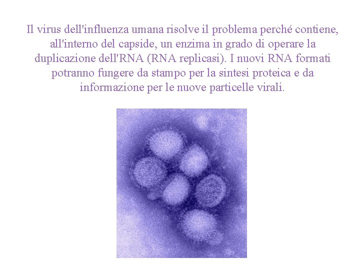 Il virus dell'influenza umana risolve il problema perché contiene, all'interno del capside, un enzima