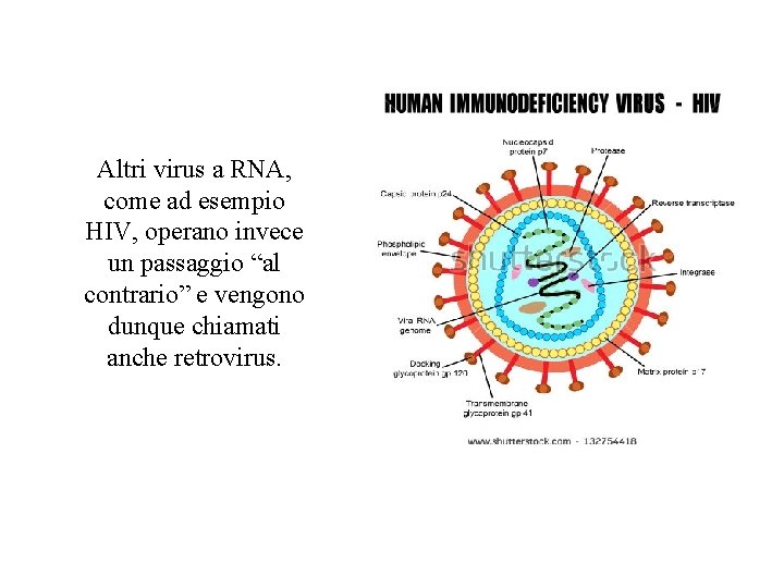 Altri virus a RNA, come ad esempio HIV, operano invece un passaggio “al contrario”