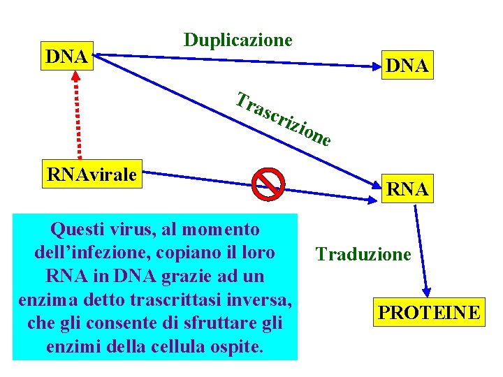 DNA Duplicazione DNA Tra s criz RNAvirale Questi virus, al momento dell’infezione, copiano il