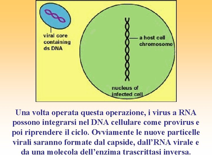 Una volta operata questa operazione, i virus a RNA possono integrarsi nel DNA cellulare