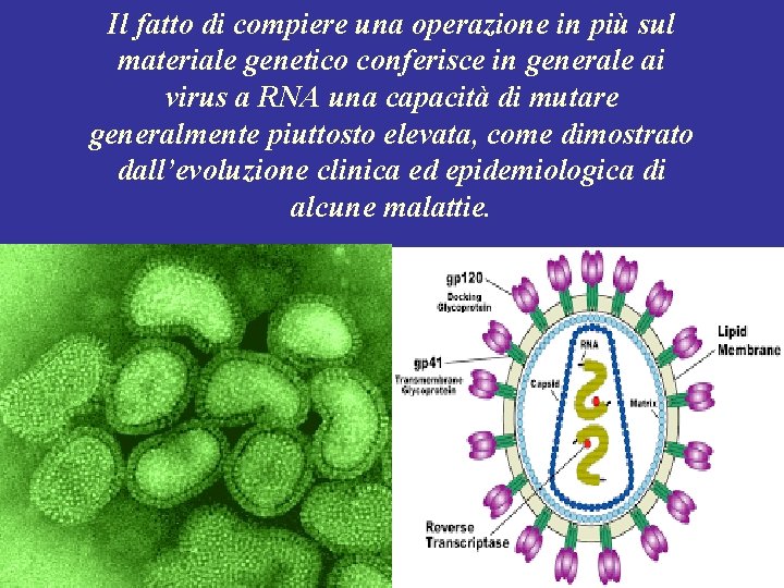 Il fatto di compiere una operazione in più sul materiale genetico conferisce in generale