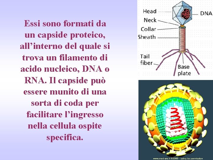 Essi sono formati da un capside proteico, all’interno del quale si trova un filamento