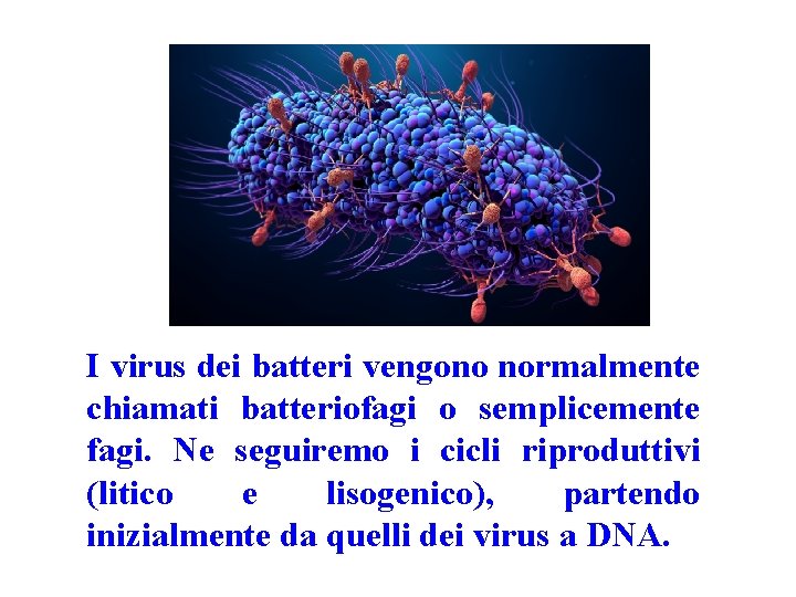 I virus dei batteri vengono normalmente chiamati batteriofagi o semplicemente fagi. Ne seguiremo i