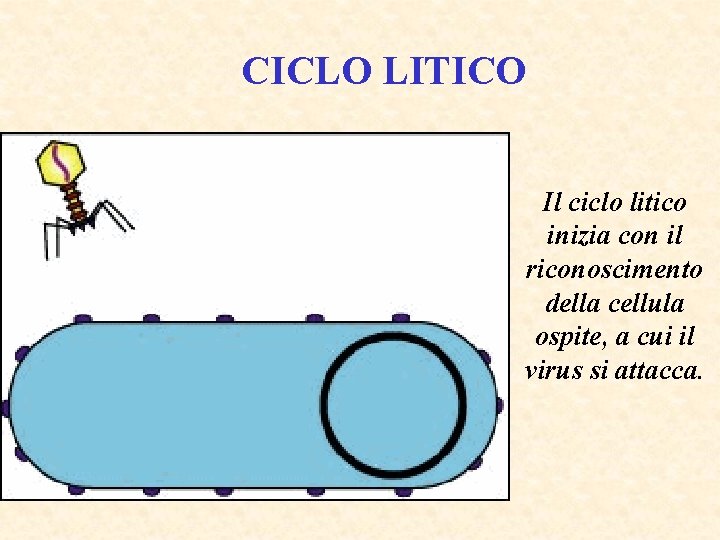 CICLO LITICO Il ciclo litico inizia con il riconoscimento della cellula ospite, a cui