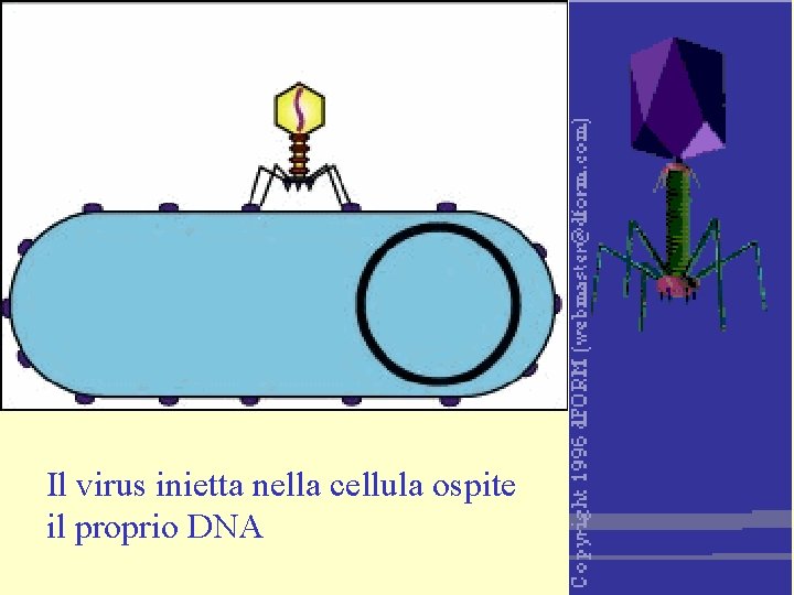 Il virus inietta nella cellula ospite il proprio DNA 