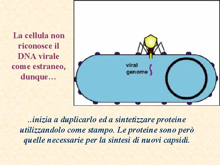 La cellula non riconosce il DNA virale come estraneo, dunque… . . inizia a