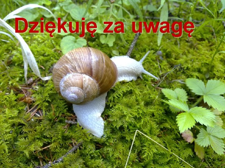 Dziękuję za uwagę 