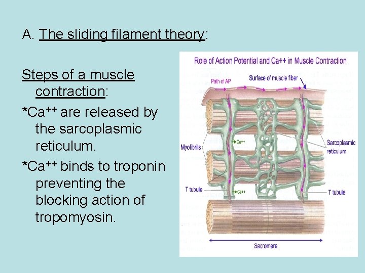 A. The sliding filament theory: Steps of a muscle contraction: *Ca++ are released by