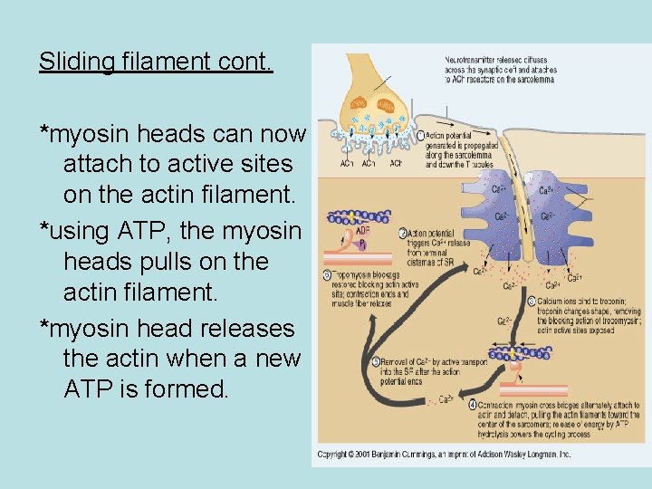 Sliding filament cont. *myosin heads can now attach to active sites on the actin