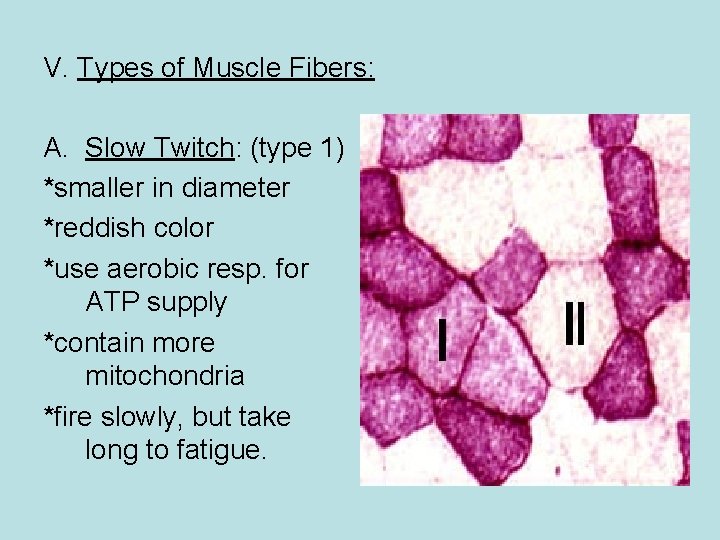 V. Types of Muscle Fibers: A. Slow Twitch: (type 1) *smaller in diameter *reddish