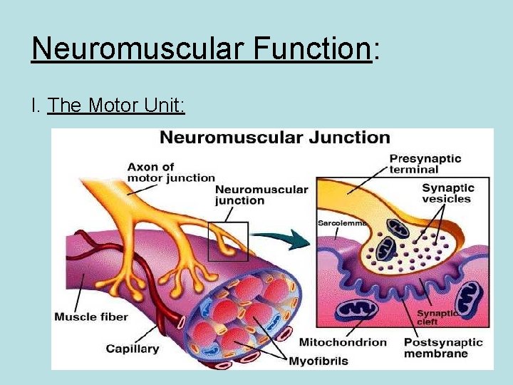 Neuromuscular Function: I. The Motor Unit: 