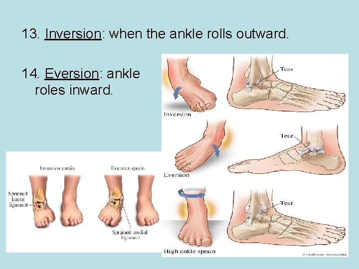 13. Inversion: when the ankle rolls outward. 14. Eversion: ankle roles inward. 