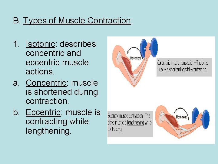 B. Types of Muscle Contraction: 1. Isotonic: describes concentric and eccentric muscle actions. a.