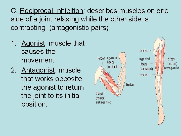 C. Reciprocal Inhibition: describes muscles on one side of a joint relaxing while the