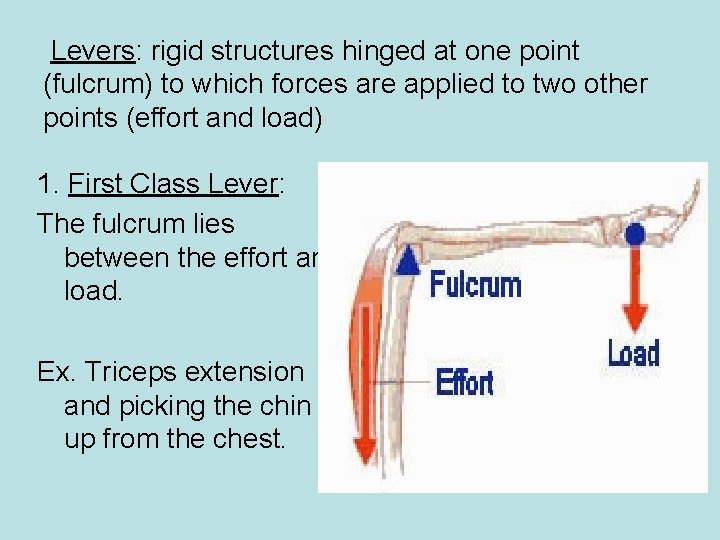 Levers: rigid structures hinged at one point (fulcrum) to which forces are applied to