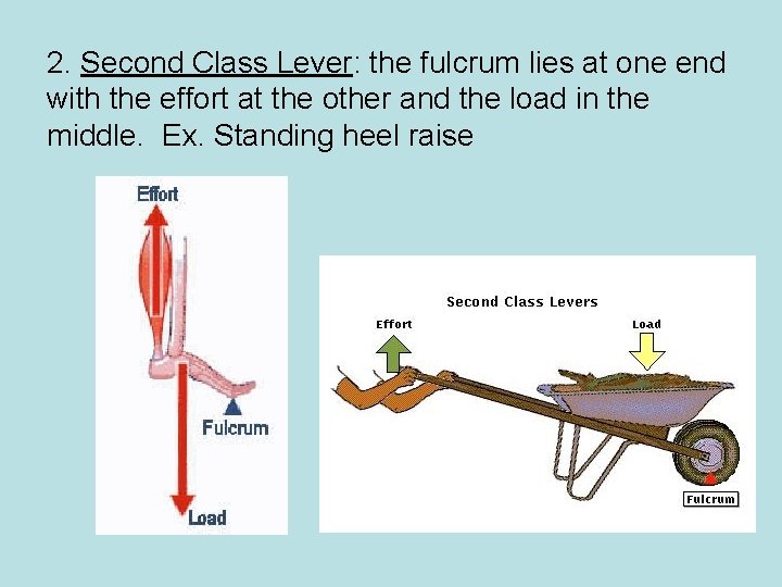 2. Second Class Lever: the fulcrum lies at one end with the effort at