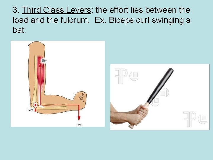 3. Third Class Levers: the effort lies between the load and the fulcrum. Ex.