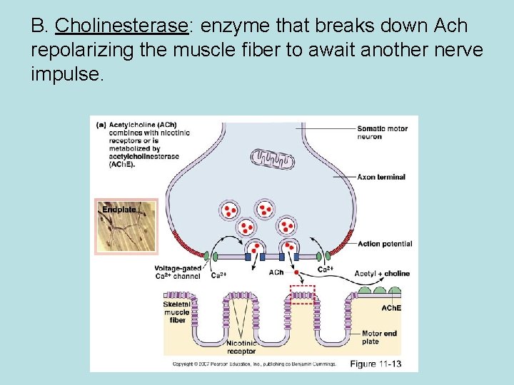 B. Cholinesterase: enzyme that breaks down Ach repolarizing the muscle fiber to await another